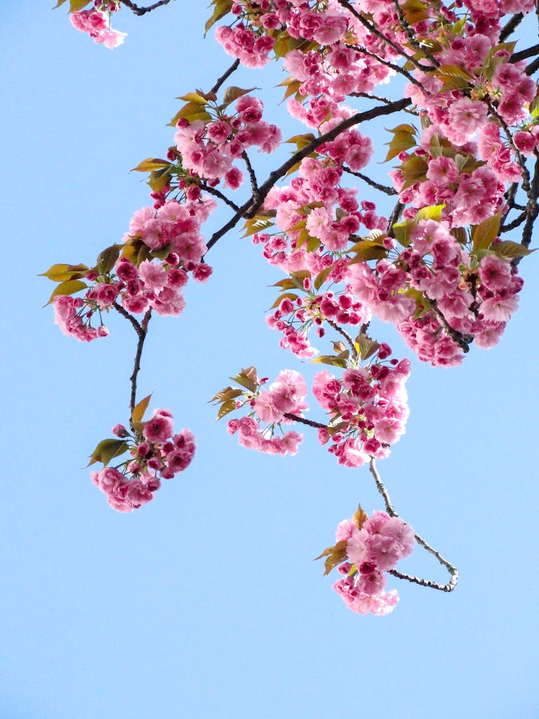 Beautiful cherry blossoms in full bloom on a clear spring day with a vibrant blue sky background.